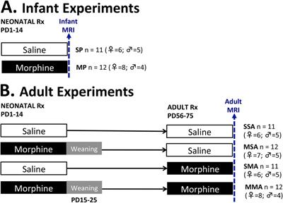 Body size and brain volumetry in the rat following prolonged morphine administration in infancy and adulthood